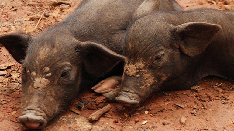 La faena clandestina de cerdos es el mayor factor de riesgo.
