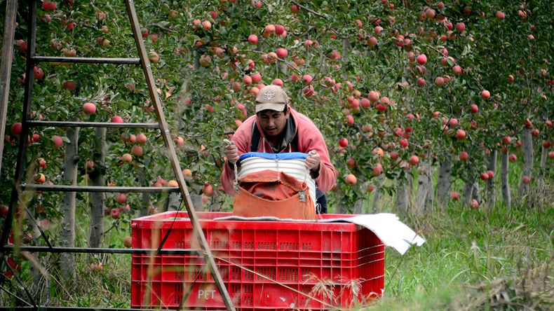 La brecha entre el valor real de los activos frutícolas argentinos y su desempeño actual abre una oportunidad que pocos mercados ofrecen en la región. | LMCipolletti.com La brecha entre el valor real de los activos frutícolas argentinos y su desempeño actual abre una oportunidad que pocos mercados ofrecen en la región.