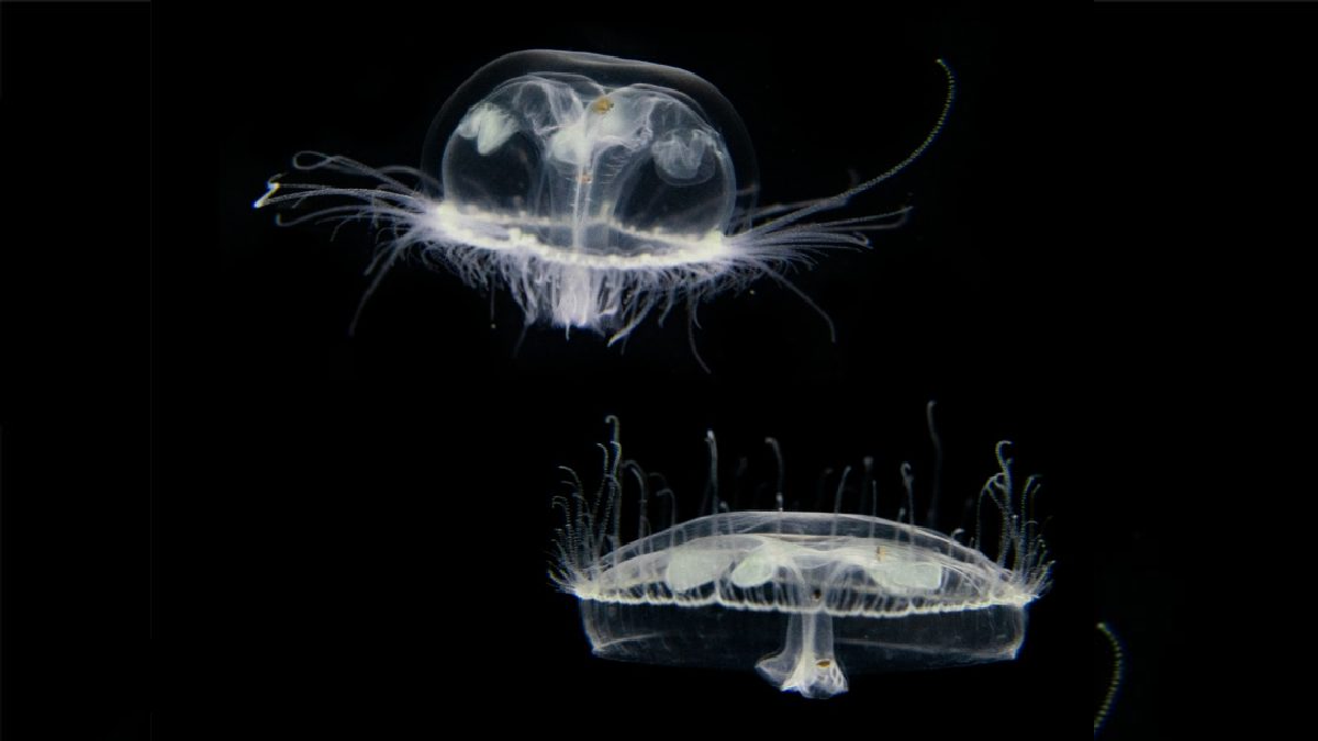 Se trata de la especie Craspedacusta Sowerbii, proveniente de Asia.&nbsp;