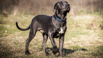 La Fiscalía formuló cargos por el delito de lesiones leves a una joven y sus progenitores, señalados como los responsables del cuidado del animal.