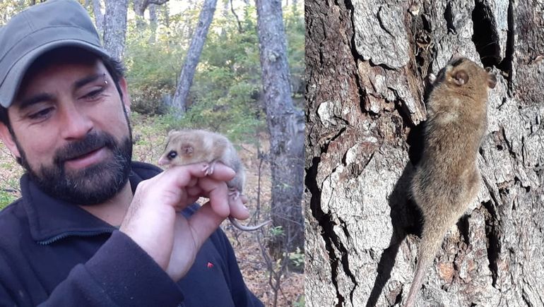 Sorprendente hallazgo: encontraron Monitos de Monte en Neuquén