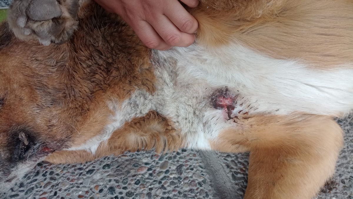 Dos perros aparecieron apuñalados en La Esmeralda y Lavalle. Buscan a los autores.&nbsp;