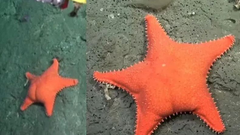 La estrella culona y batatita: los hallazgos en el fondo del mar argentino que se volvieron virales