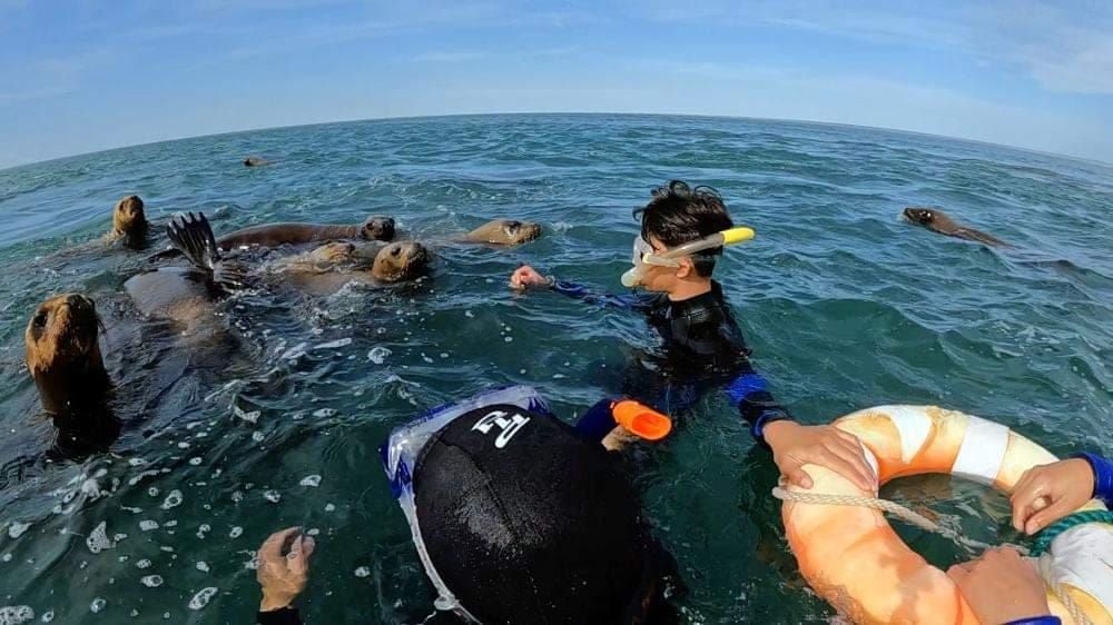 Nadando con lobos marinos
