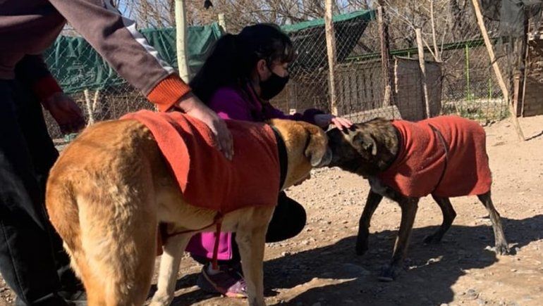 Caballito, Tigre y la historia de dos amigos inseparables que hallaron un hogar juntos