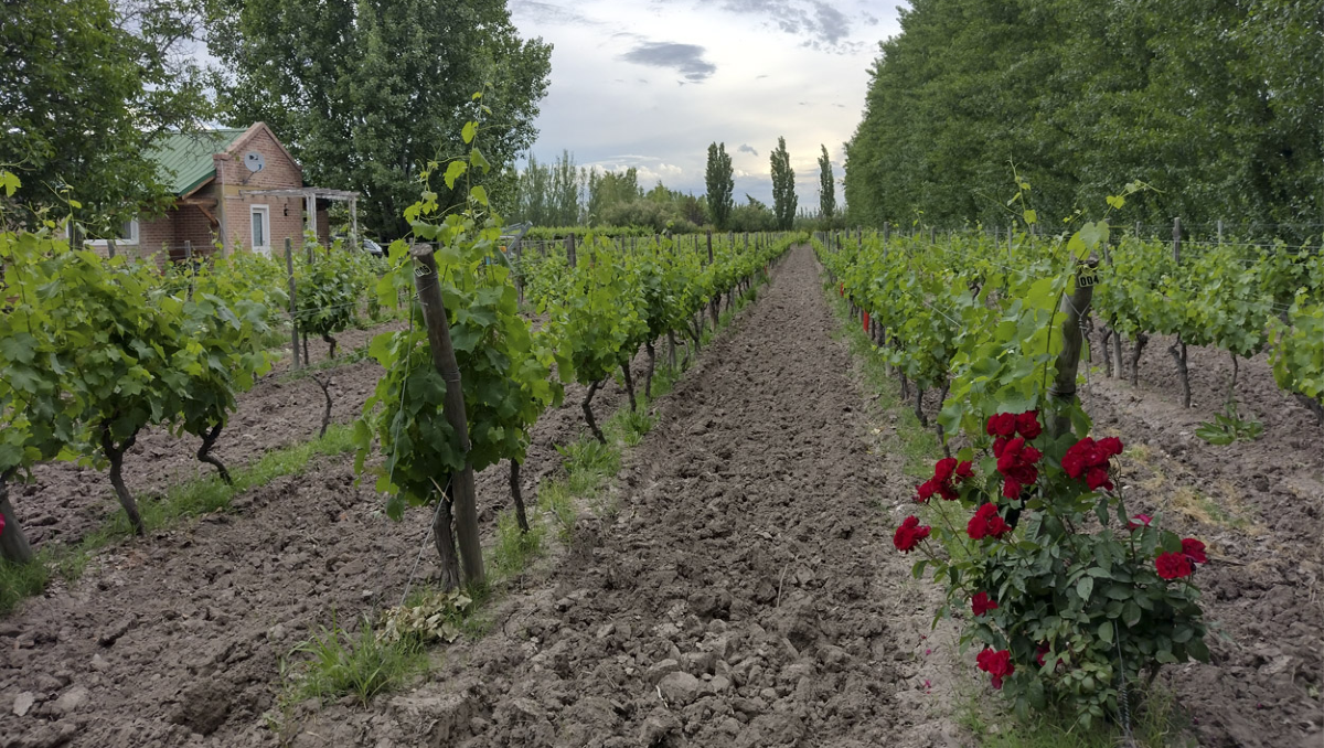 Por la marca: primer round para vino de la Patagonia