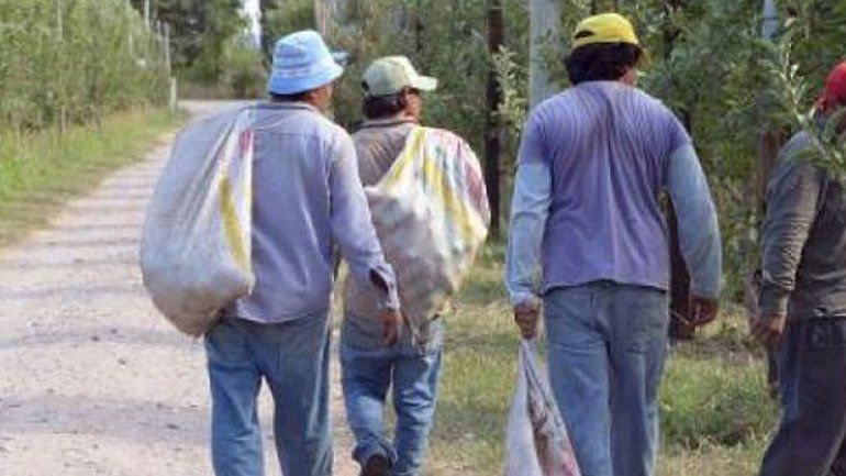 Productores no han podido pagarles a los golondrinas