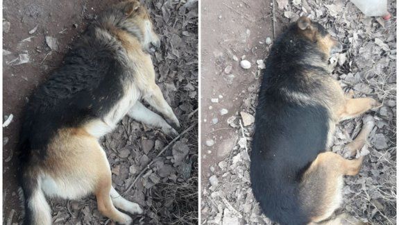 Vecinos denuncian una matanza de perros en el Labraña