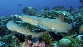 Según medios británicos la joven farmacóloga londinense fue atacada por un  tiburones de arrecife.