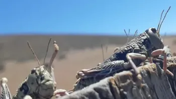 El mes de noviembre es el peor porque la especie entra en su etapa de reproducción. 