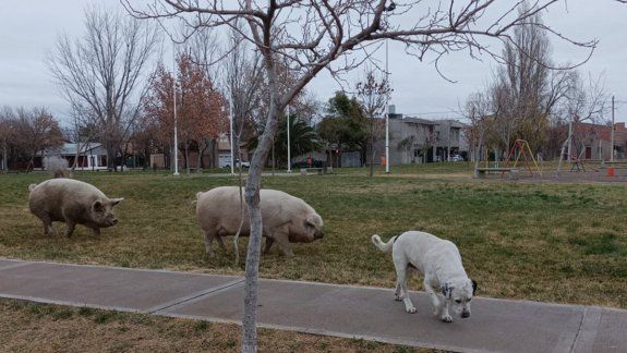 Chanchos pasearon por una plaza neuquina con custodia policial