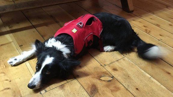Una perrita neuquina ayudará en la búsqueda de Joaquín en Bariloche