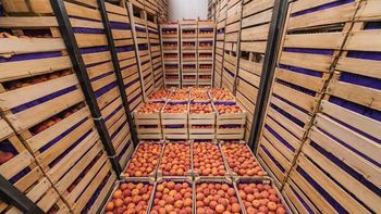Con un alza del 30%, la fruta suma a los USD 6.300 millones que Neuquén exportó durante el año 2025. | LMCipolletti.com Con un alza del 30%, la fruta suma a los USD 6.300 millones que Neuquén exportó durante el año 2025.