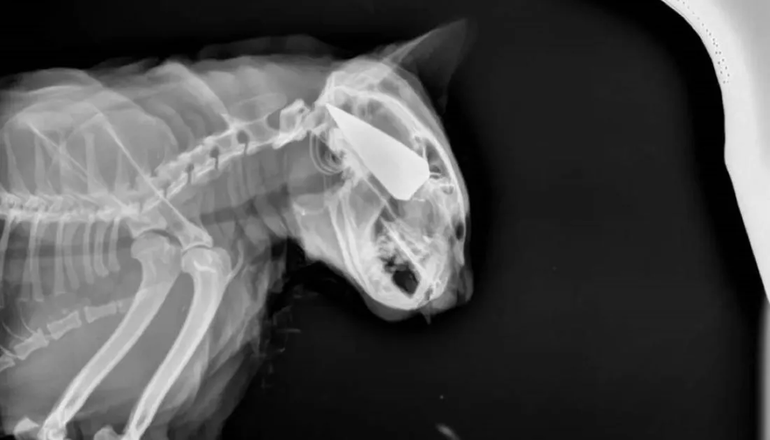 Salem llegó a su casa con una punta de flecha incrustada en el cráneo. Se salvó de Milagro. Sucedió en Viedma