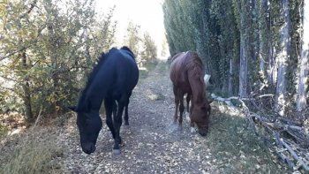 encuentran a dos caballos pura sangre robados en una chacra 