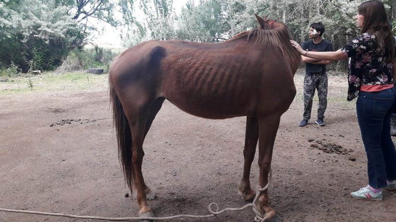 Rescataron caballos y cerdos abandonados y desnutridos de una chacra