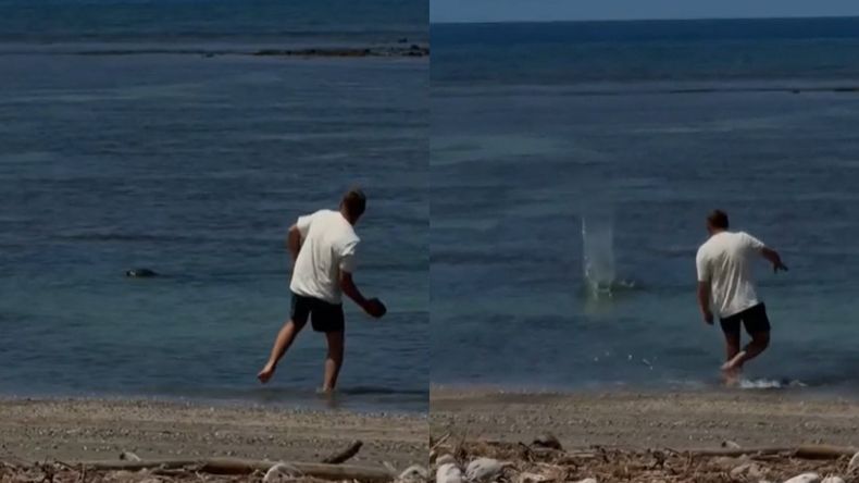 El video donde el turista le lanza una piedra a una foca fue registrado frente a la costa de Lahaina, en Hawaii