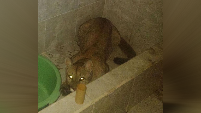 Se levantó al baño y se encontró con un puma
