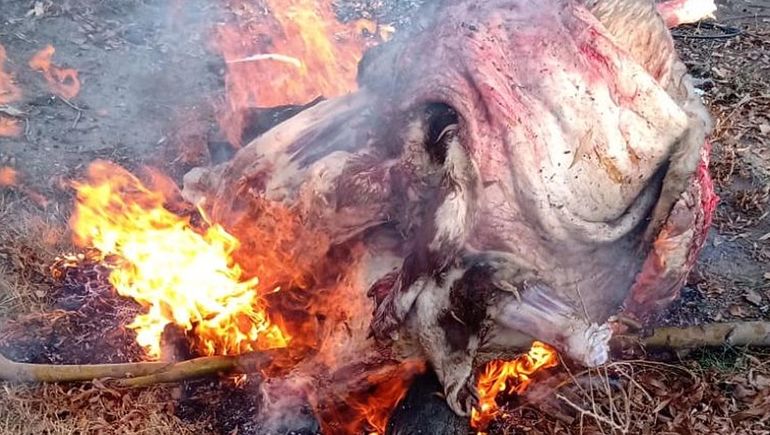 Incineraron 100 kilos de carne que habían sido decomisados