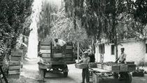 La historia de los Di Battista y los Lamperti es también la historia de Allen. Foto: gentileza