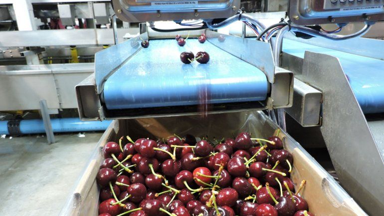 El 80% de la producción de cerezas de Río Negro y Neuquén se exporta.