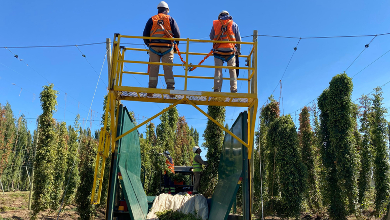 Durante la cosecha, trabajadores realizan la tarea de forma manual aunque la compañía apunta a mecanizar el proceso en su totalidad.