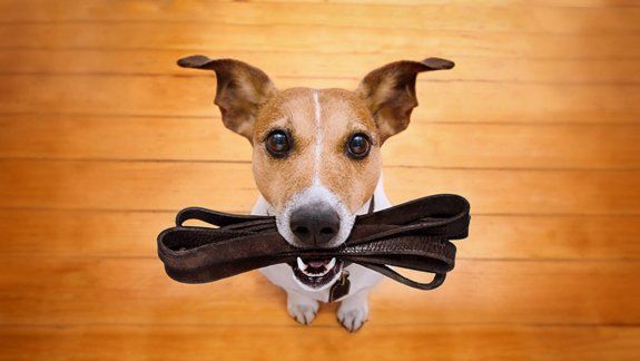 ¿Se puede sacar a pasear mascotas durante la cuarentena?