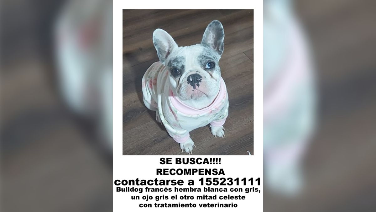 Una familia de Plottier busca desesperadamente a su bulldog robada