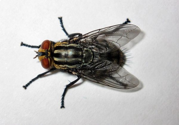 Para sacar larvas de mosca en el Hospital consideran