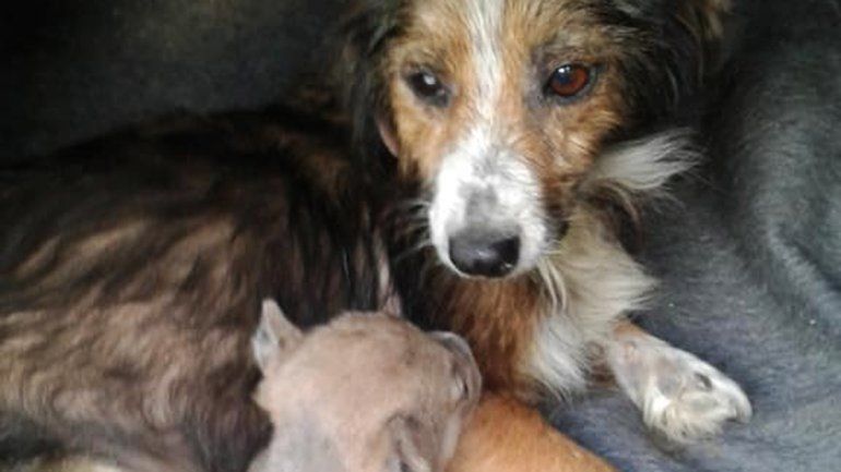 Salvaron a un perrito de morir asfixiado adentro de una bolsa y ahora le buscan un hogar