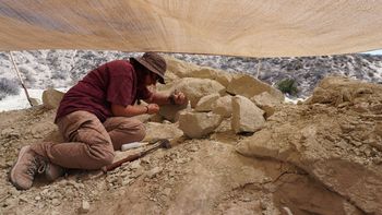 El hallazgo se confirmó en la Formación Allen. Foto: Gentileza.