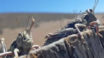 Vienen llegando. Alerta en la Patagonia por la plaga del Tucura Sapo.