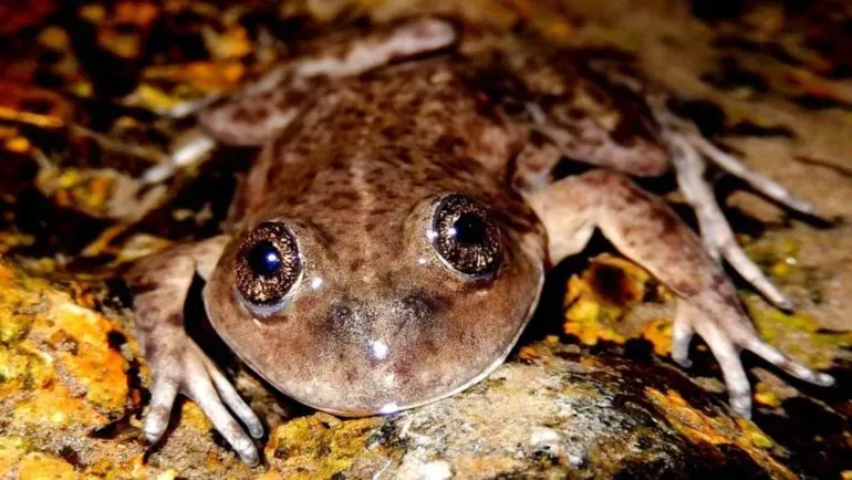 Lanzaron un plan para proteger a la Ranita de Valcheta, una especie única en Río Negro al borde de la extinción