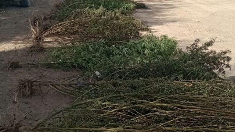 Se les quemó la casa y la Policía les encontró una plantación de marihuana