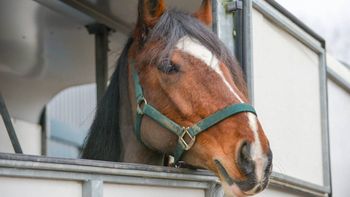 cipolletti: volco cuando llevaba caballos y a un nino en la caja de la camioneta