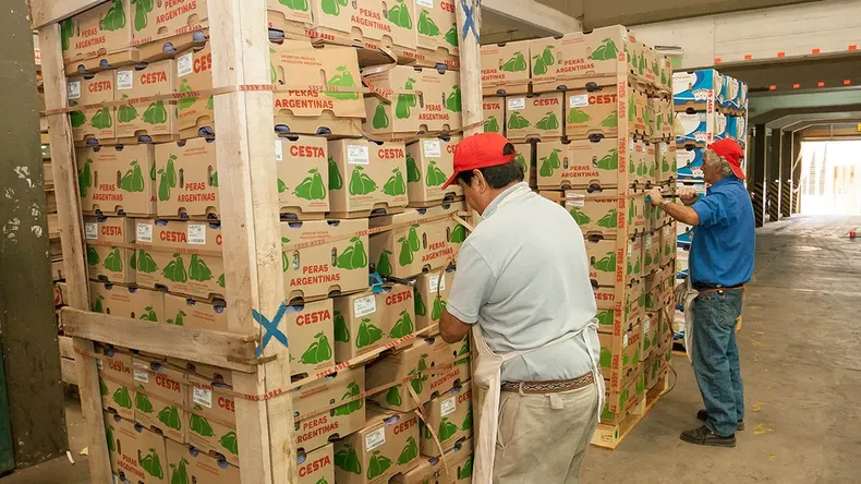 Pese a la caída interanual registrada, los stocks de pera siguen siendo elevados.