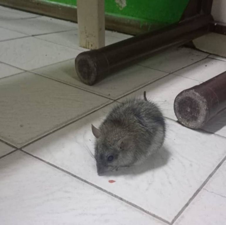Una de las ratas halladas en la escuela. Una de las ratas halladas en la escuela.