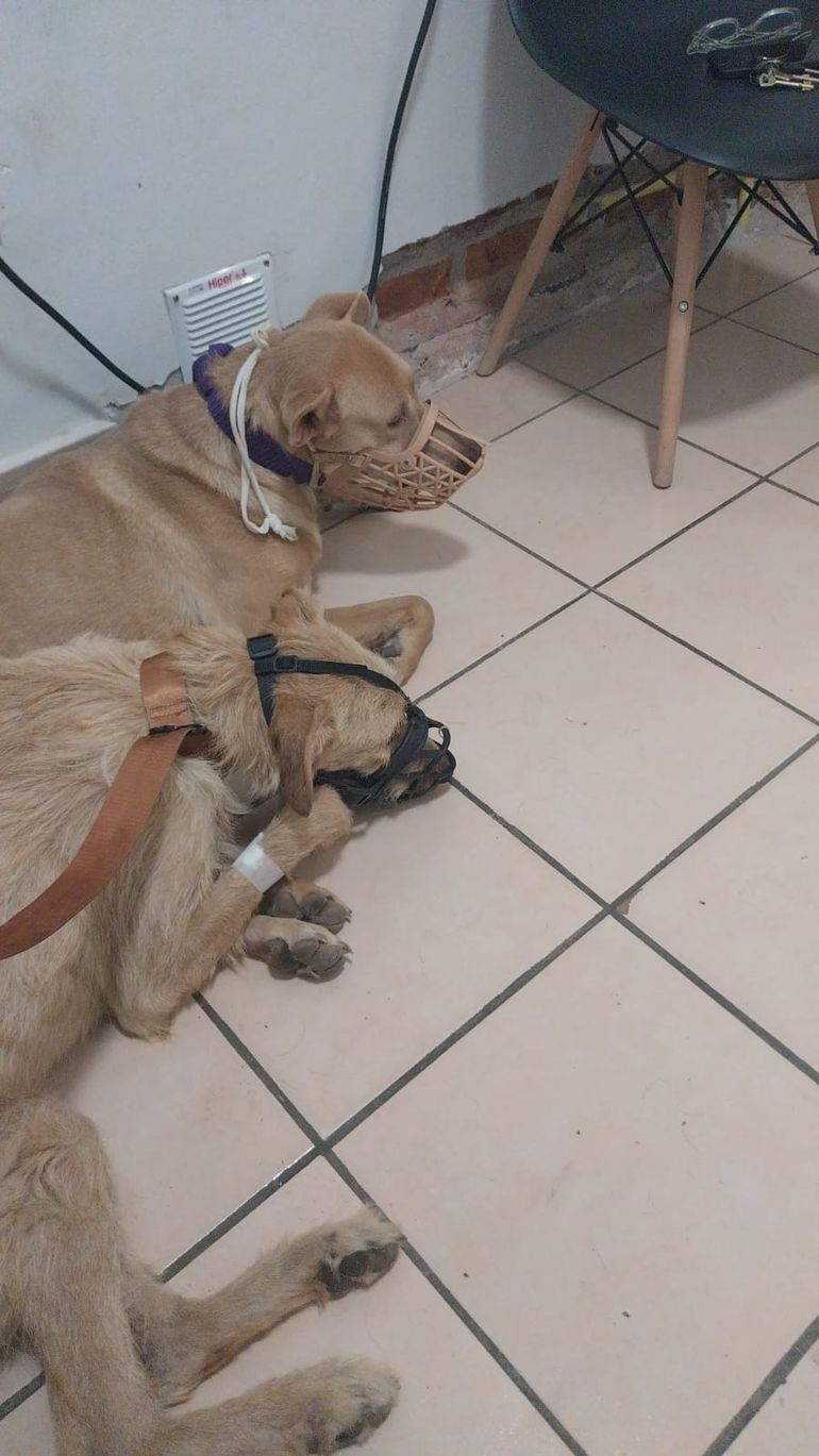 Dos perros fueron rescatados, este martes por maltrato de su dueño.
