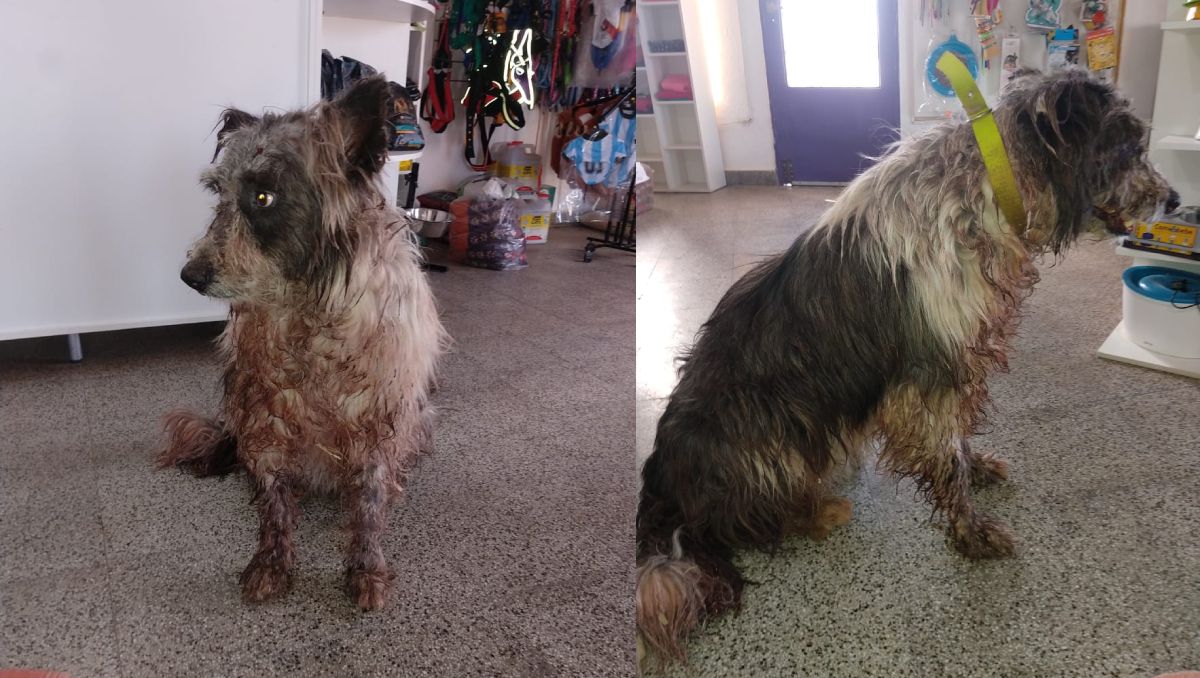 Atacó a un perro con un machete y el pueblo se movilizó para rescatarlo