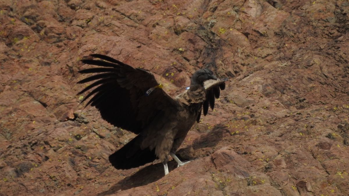 La especie fue declarada en peligro de extinción y está protegida por la Ley Nacional de Conservación de la Fauna Silvestre.