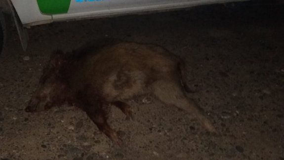 Lo pararon en un control y le encontraron un jabalí escondido