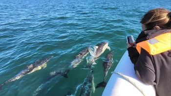Los delfines brindaron un espectáculo único en Las Grutas.