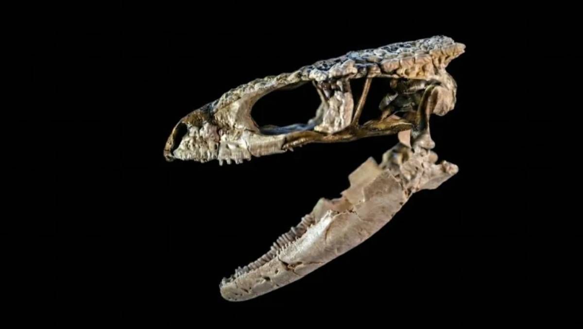 Nuevo hallazgo paleontológico de relevancia para la ciencia en Río Negro: convocan a la población a conocerlo