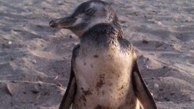 Pingüinos viajeros, los nuevos turistas de la playa de Las Grutas