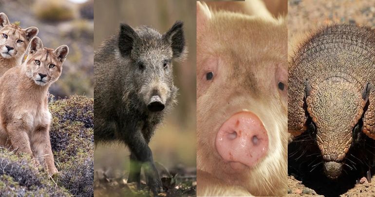 Advierten que es preocupante la presencia de ese parásito en carne de jabalíes