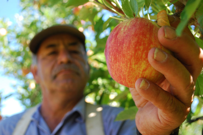 Los productores no se cansan de alertar durante todo el año que cada vez es más difícil contratar mano de obra para las labores culturales. Foto: INTA