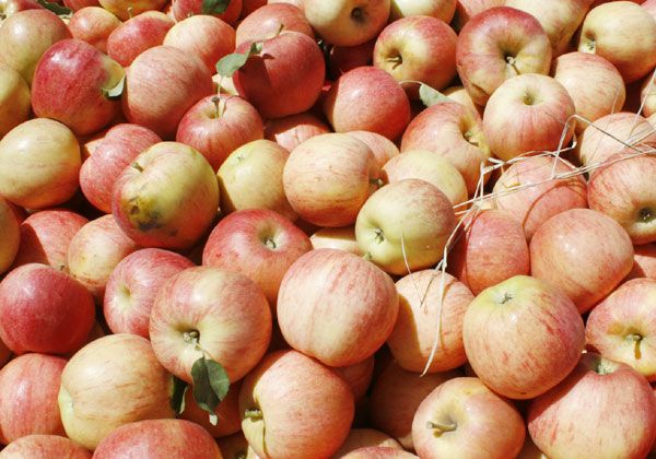 Propician en el Congreso eliminar las retenciones a peras y manzanas