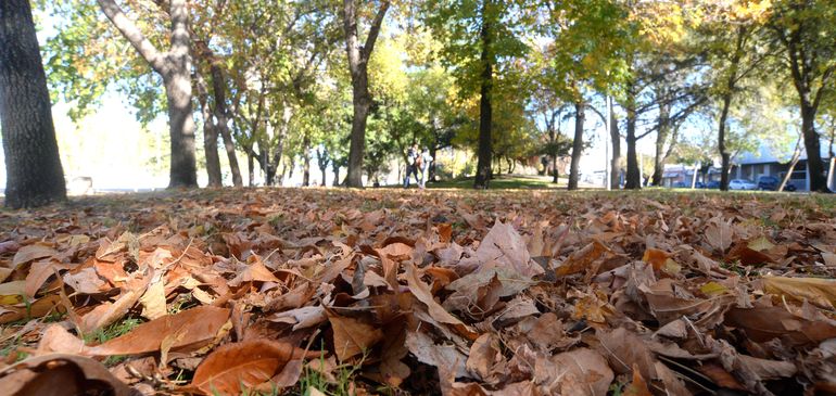 El viento llega a Cipolletti: ¿A cuánto llegarán las ráfagas máximas?