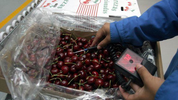 Producto perecedero. La cereza necesita una rápida salida al mercado para no echarse a perder y los productores buscan mejorar la manera de hacerlo.