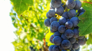 INV revela: La producción de uva para vinificar en 2026 se desplomó un 6,5%